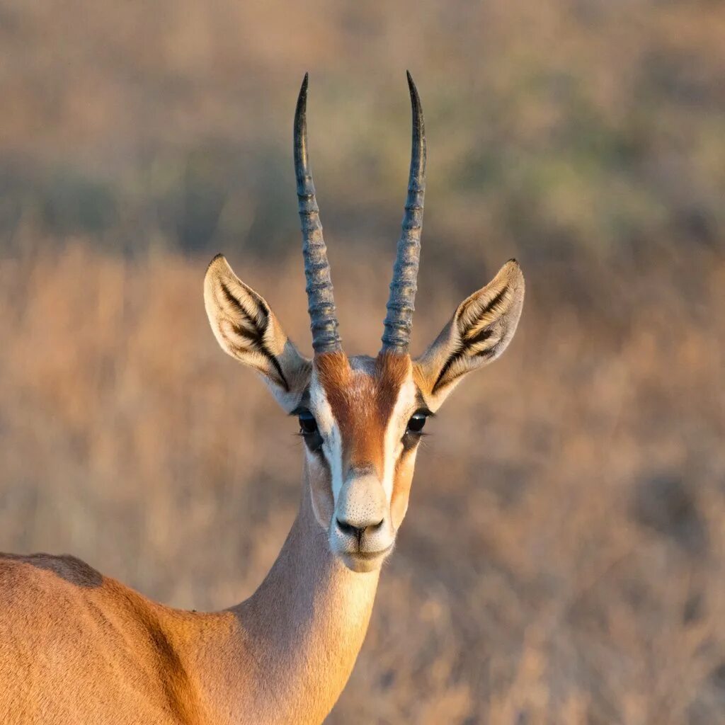 Антилопа 7 букв. Антилопа аддакс. антилопа в джунглях. gazelle животное. газель животное самка.