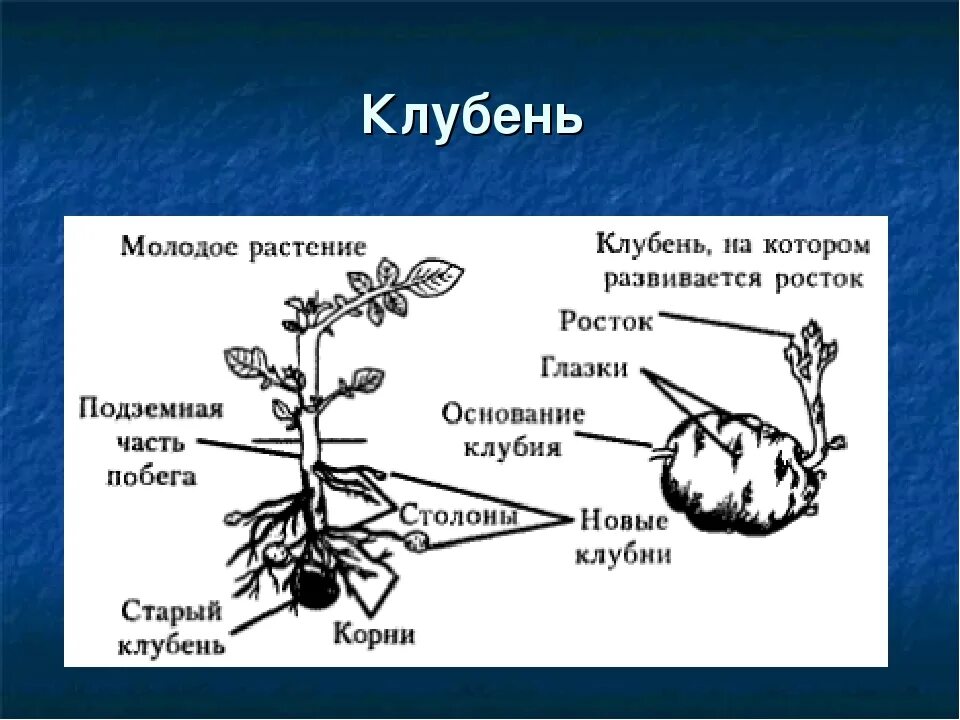 Строение клубня картофеля столон. Строение побега картошки. Строение видоизмененного побега картофеля клубня картофеля. Видоизменённые побеги клубень картофеля.