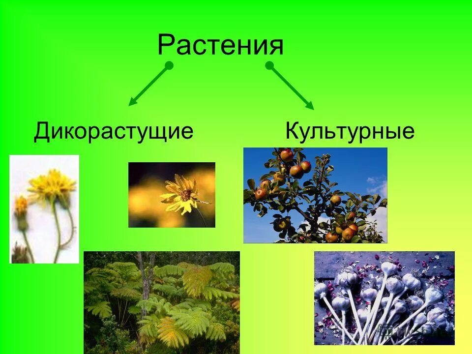 Выберите из списка культурные растения