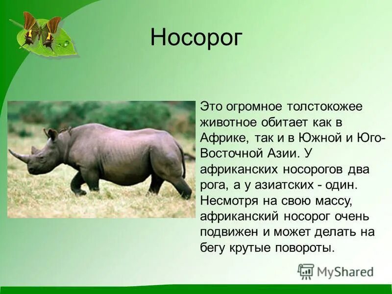 Носороги краткое содержание