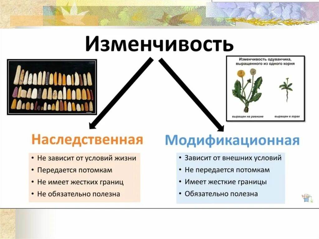 Модификационная изменчивость у растений. Классификация видов изменчивости. Изменчивость организмов. Модификационная изменчивость примеры. Модификационная изменчивость биология 9 класс