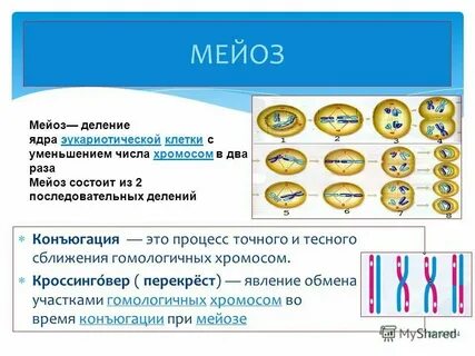 Происходит кроссинговер митоз и мейоз