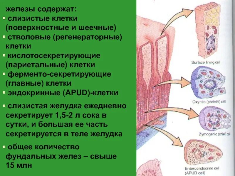 Париетальные клетки слизистой оболочки желудка секретируют. Париетальные клетки желудка препарат. Шеечные клетки желудка функция. Главные экзокриноциты желез желудка секретируют. Слизистые клетки вырабатывают