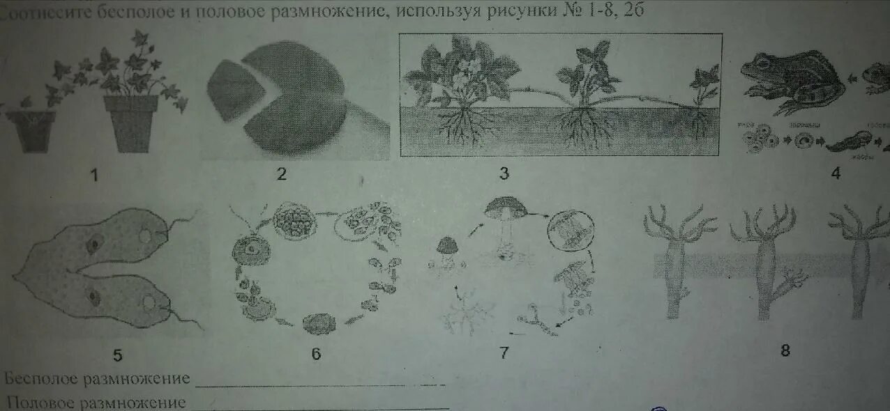 Биология тест половое размножение. Половое и бесполое размножение. Половое и бесполое размножение рисунок. Бесполое размножение. Рисунки бесполого и полового размножения.