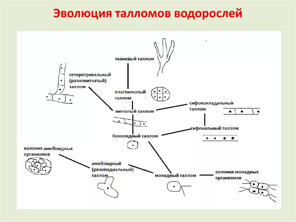 Этапы эволюции многоклеточных. Строение таллома зеленых водорослей таблица. Эволюция структуры таллома водорослей. Схема морфологических ступеней организации водорослей. Схема развития водорослей кратко.