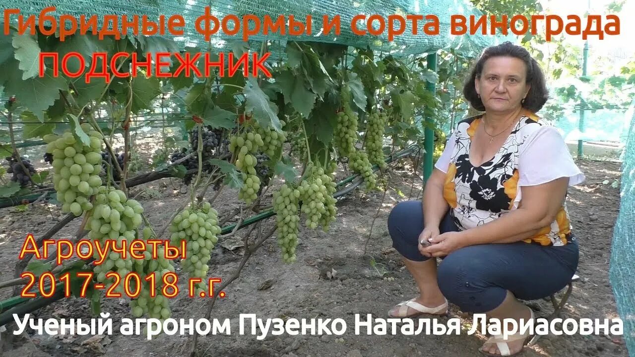 Виноград эталон. Чубучок пузенко саженцев винограда. Виноград волгоградский. Виноград мичуринский ранний. Виноград сорт превосходный.