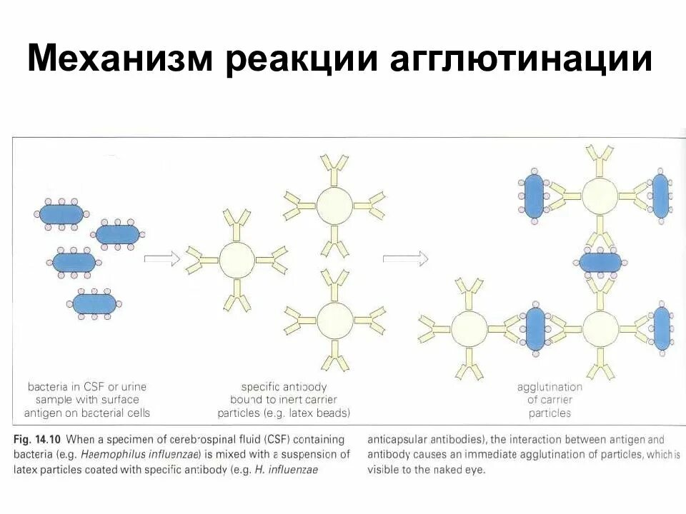 Реакция агглютинации реагенты. Реакция агглютинации иммунология механизм. реакция агглютинации микробиология механизм. реакция агглютинации микробиология схема. 4.реакция агглютинации. механизм..