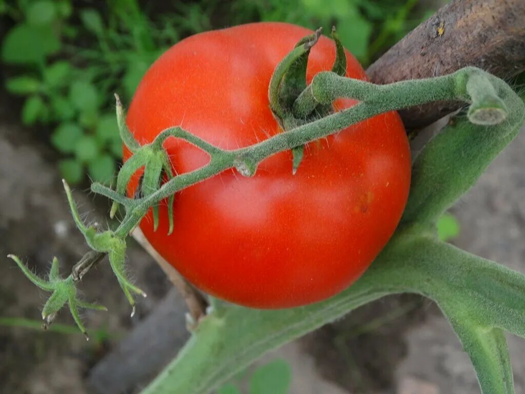 Русские сорта томатов