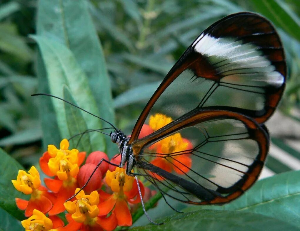 Как называется где бабочки. Бабочка Гретта Отто. Бабочка Greta Morgane. Бабочка Цитериас Аврорина.