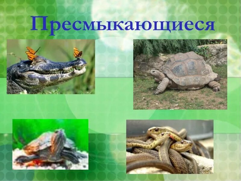 Рептилии 3 класс