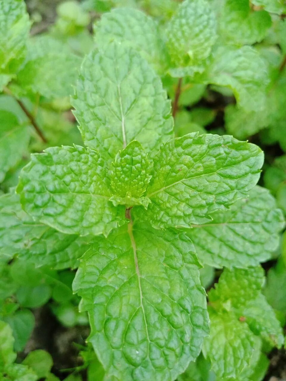 Мята зеленая фото Экспортеры 80% Мятного Масла Buy Эфирное Масло,Семян Периллы,Мятное Масло Prod