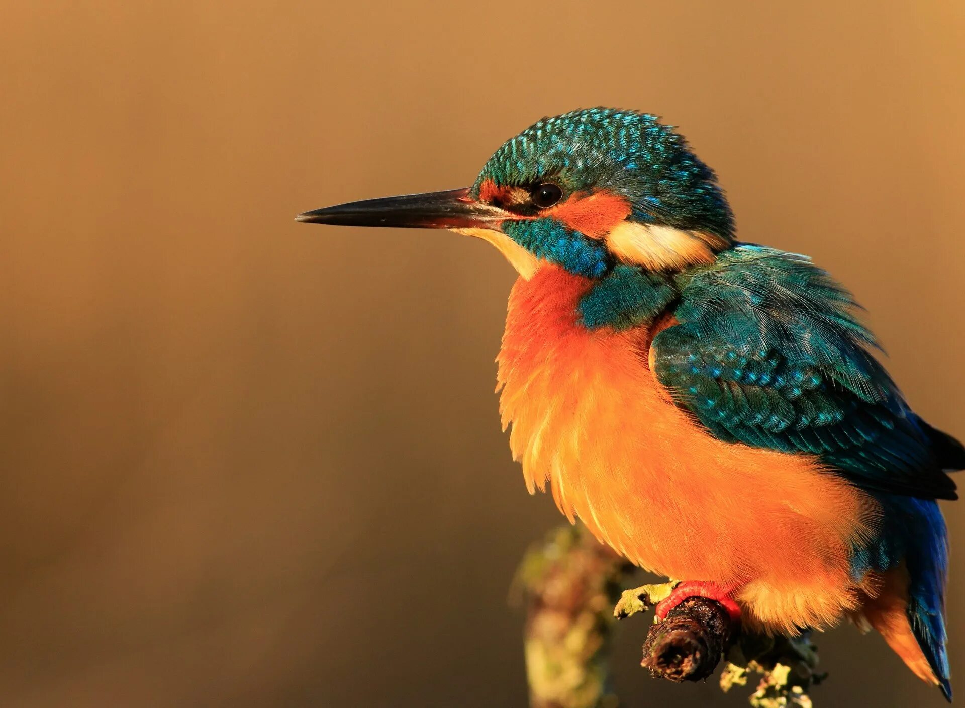 Радужный зимородок. Бирюзовый овсянковый кардинал. Птица с ярким синим оперением. Птица с ярким синим оперением. 74).