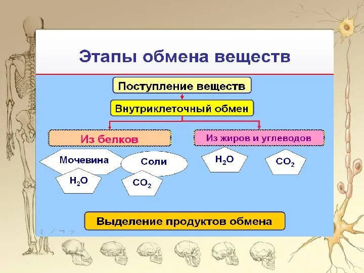 Три этапа обмена. Обмен веществ 8 класс. Этапы обмена веществ. Обмен веществ 8 класс биология. Обмен веществ и энергии 8 класс.