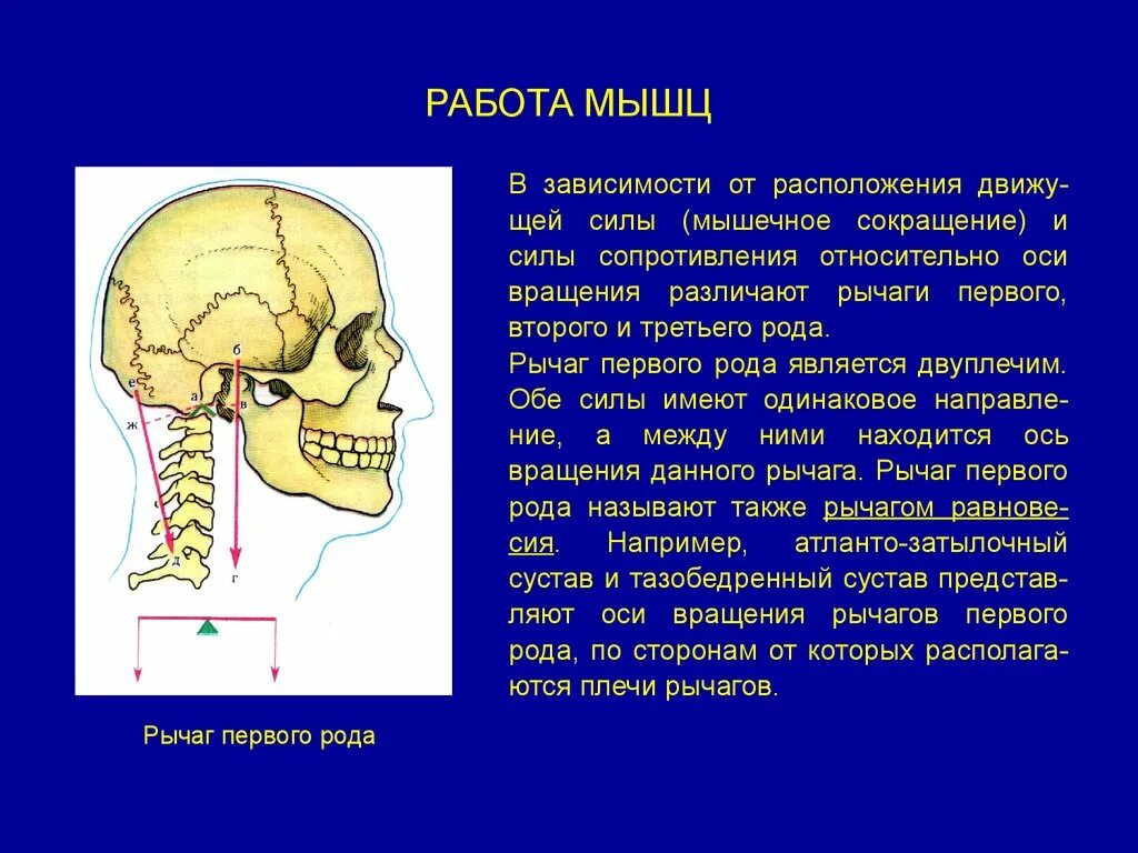 Рычаг первого рода мышц. Общие сведения о скелетных мышцах. Рычаги мышц. Рычаги в работе мышц. Работа мышцы зависит