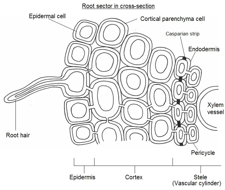 Root Cross Section. Root Cells. Root hairs diagram. Plant root hair Cell.