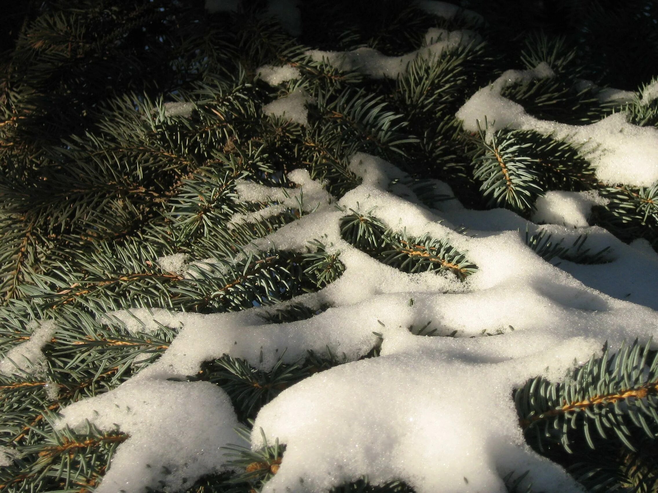 Зимние картинки. 473 декабрь. Открытка зимняя. 473 декабрь. Мурино новогоднее.