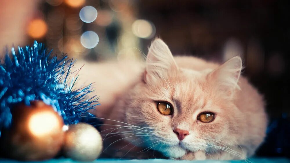Новогодняя кошка. Кот новый год. Котята новый год. Новые картинки с котиками. Праздничный котик.
