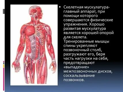Сердце и опорно двигательном аппарате