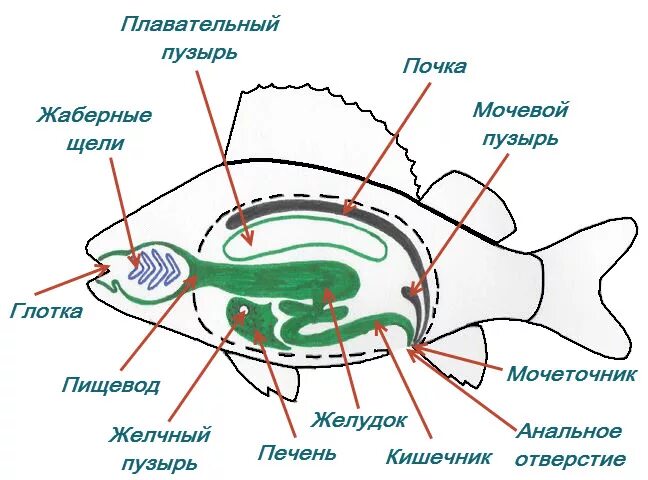 Пищеварительная система класса рыб. Внутреннее строение рыбы пищеварительная система. Пищеварительная система рыб схема. Схема пищеварительной системы рыб 7 класс. Пищеварительная система костных рыб схема.