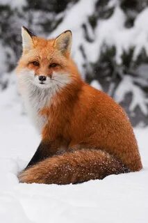 Russian fox