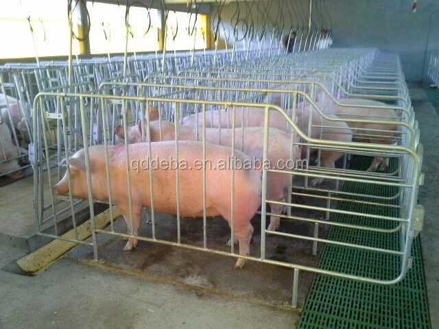 Ящиками для беременности свиней. Оценка свиней