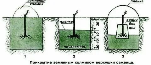 Посадка винограда саженцами в средней полосе