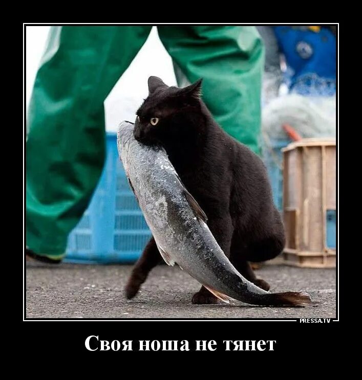 Выражение своя ноша не тянет