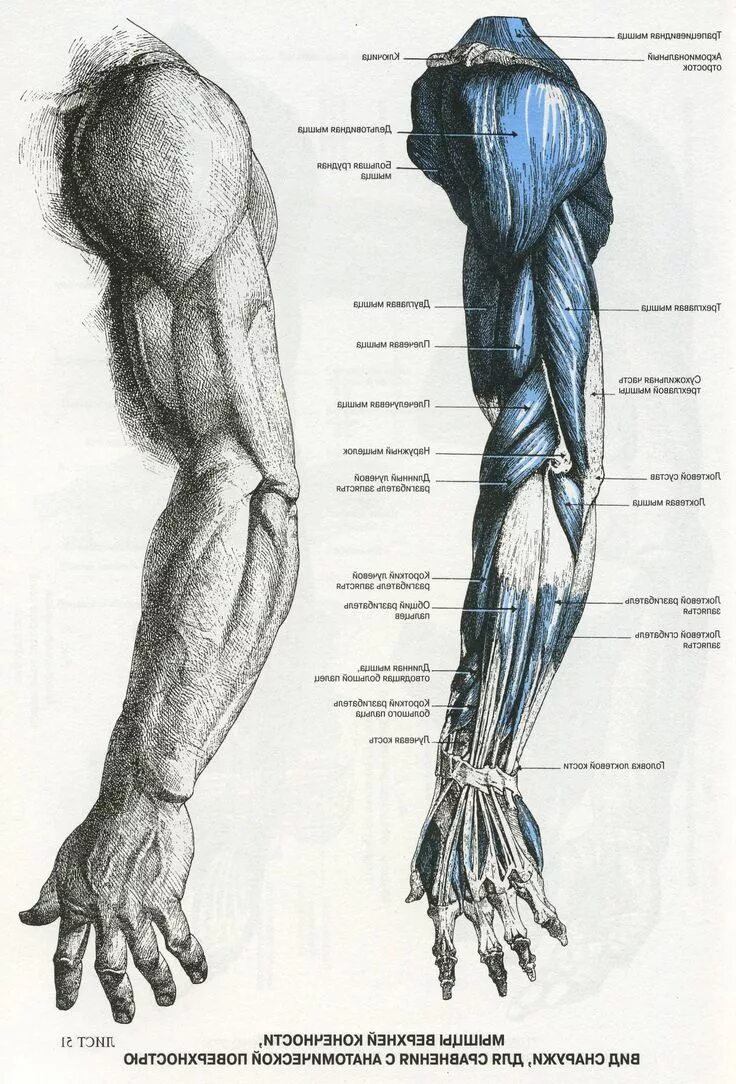Строение руки рисунок. Фриц Шидер анатомический атлас для художников. Мышцы руки анатомия человека. Анатомия руки человека мышцы и связки. Мышцы предплечья пластическая анатомия.