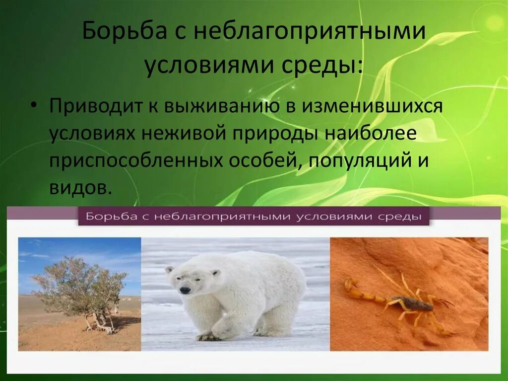 Борьба с неживой природой. Борьба с неблагоприятными условиями среды. Борьба с неблагоприятными условиями внешней среды. Борьба с неблагоприятными условиями неживой природы. Борьба с неблагоприятными факторами.