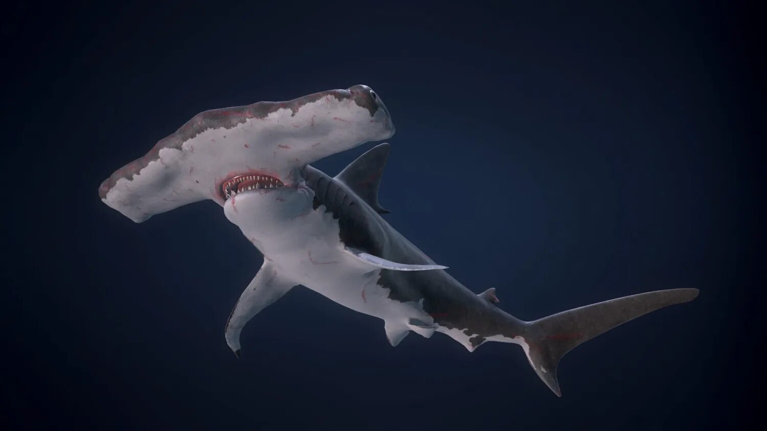 Акула в майнкрафте мод. Мод на акул в майнкрафт. Мод на акул в майнкрафт. Tiger shark 3d model. Мод на акул.