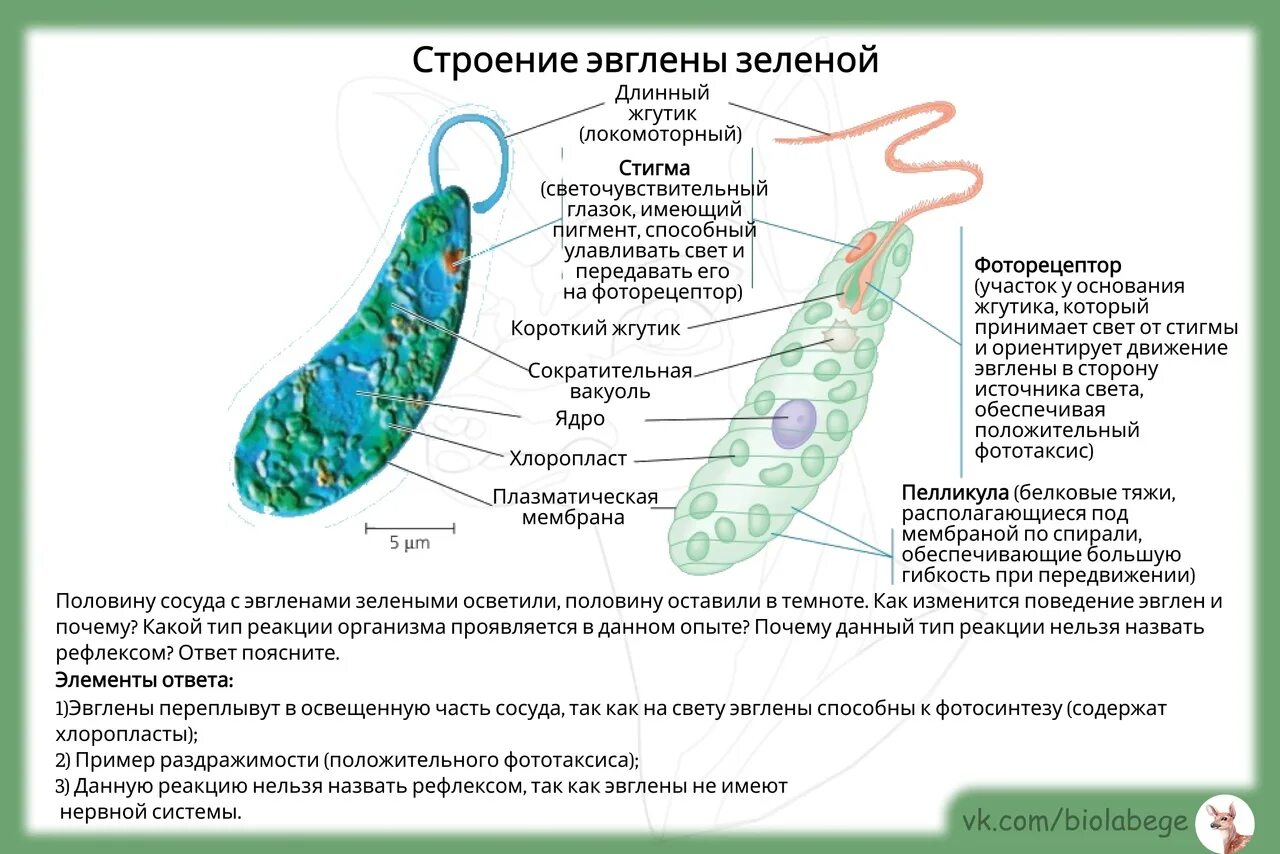 Хлоропласты жгутики. Строение и структура эвглены зеленый. Резервуар эвглены зеленой. Эвглена зеленая. Положительный фототаксис у эвглены зеленой.