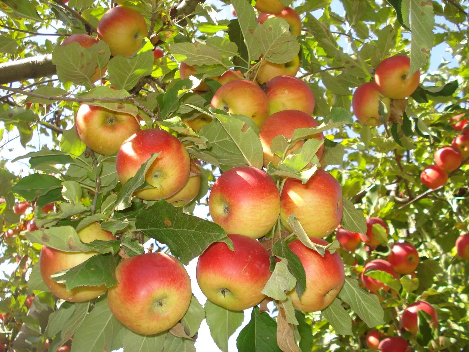 Сорт яблок орлинка. Яблоня пепин шафран. Яблоня пепин шафранный. Шафранный сорт яблони. Яблоня пепин шафранный.
