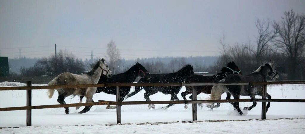 Первый кск. Ундоры Дубки конюшня. Конюшня зимой. Лошадь в стойле зима. Конюшня снег.