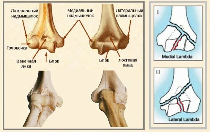 Локтевой сустав: анатомия, иннервация, строение