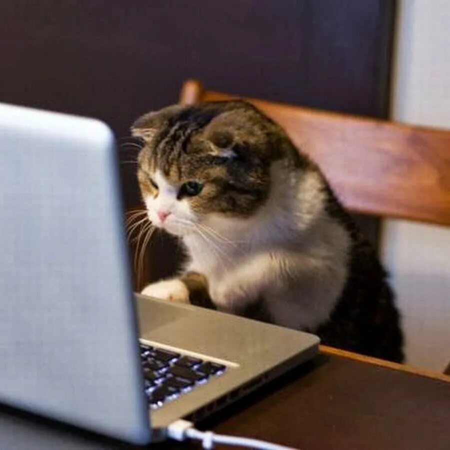 Кот программист. Кот за компьютером. Котик с компьютером. Кот за компом.