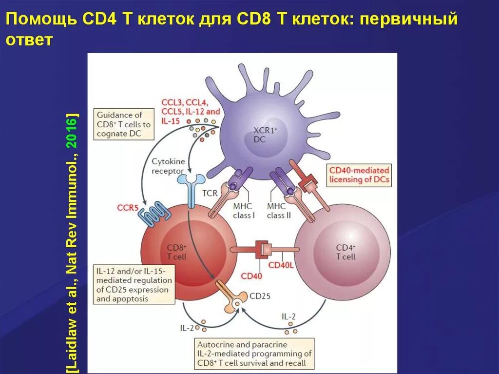 Cd8 т лимфоциты. Cd8 Рецептор. Cd4 cd8 клетки. Cd4+ клетки.