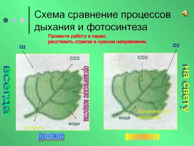 Сравнительная схема процессов фотосинтеза и дыхания. Сравнение процессов фотосинтеза и дыхания. Фотосинтез и дыхание растений. Сравнительная схема процессов фотосинтеза. Сравнение процессов фотосинтеза и дыхания где происходит