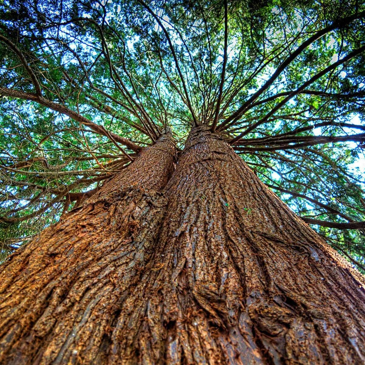 Породы древесины сосна. Ель древесина. Ценные породы дерева. Сосновый вертун сосны обыкновенной. Сосна горная ниваки.