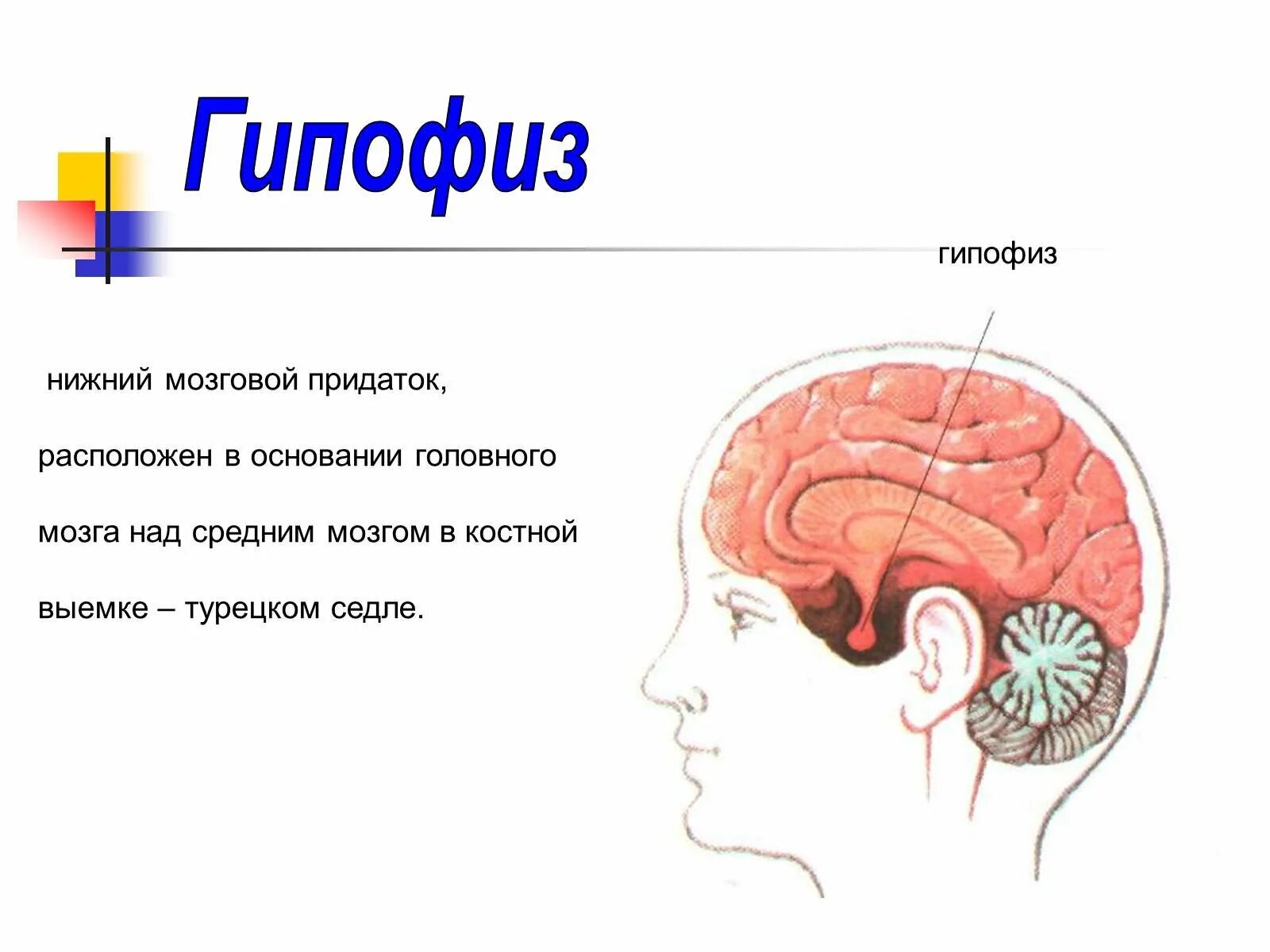 Головной мозг человека, гипофиз анатомия. Отделы головного мозга гипофиз. Функции гипофиза головного мозга. Расположение гипофиза рисунок.