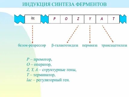 Индукция и репрессия генов