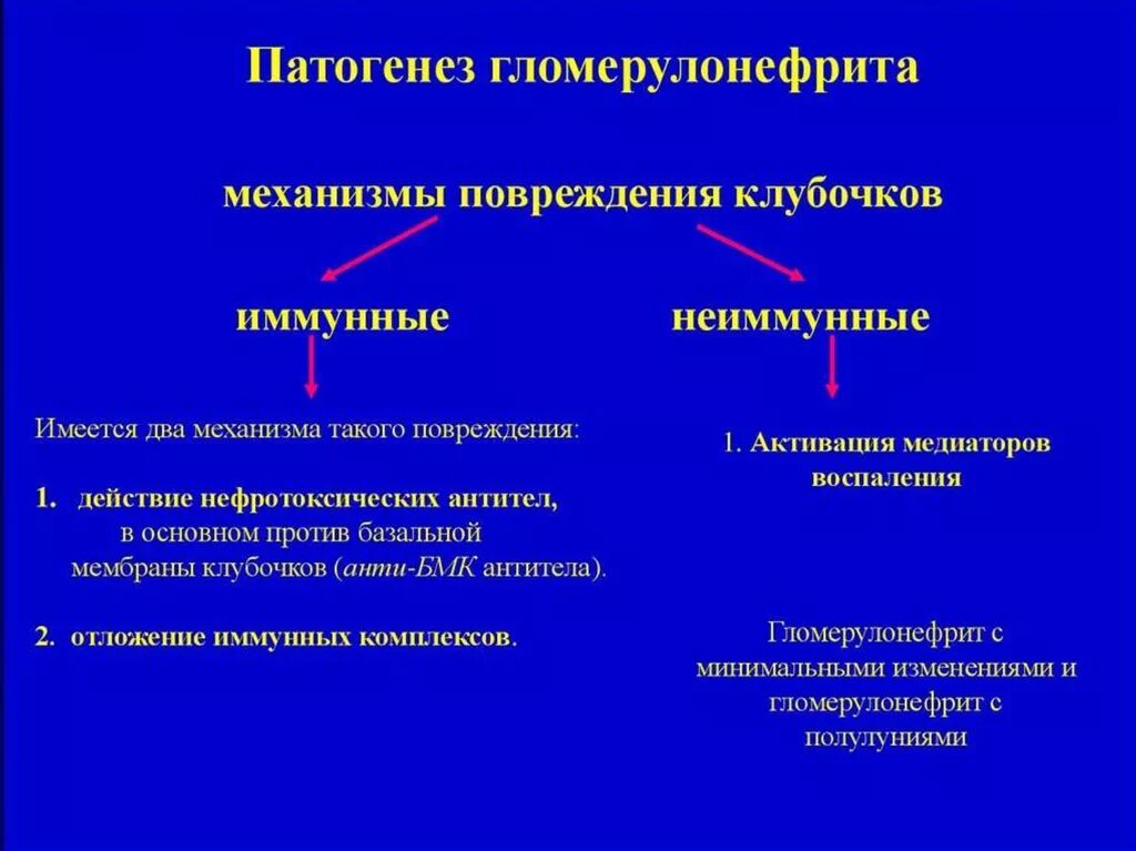 Острый гломерулонефрит ад. Хронический гломерулонефрит механизм развития. патогенез гломерулонефрита патогенез гломерулонефрита. механизм развития гломерулонефрита. механизм развития острого гломерулонефрита.