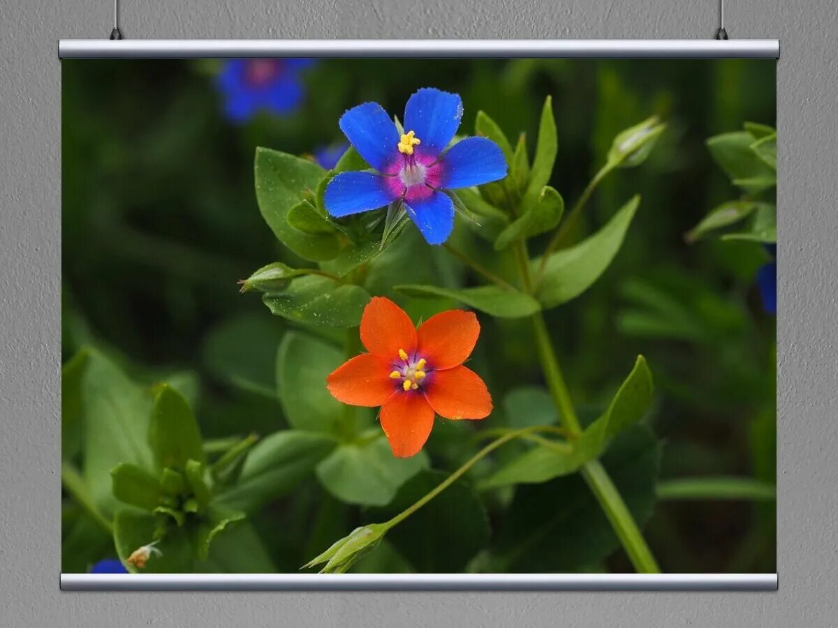 Anagallis arvensis. Анагалис скарлет красная. Anagallis arvensis. Anagallis arvensis. Очный цветок.