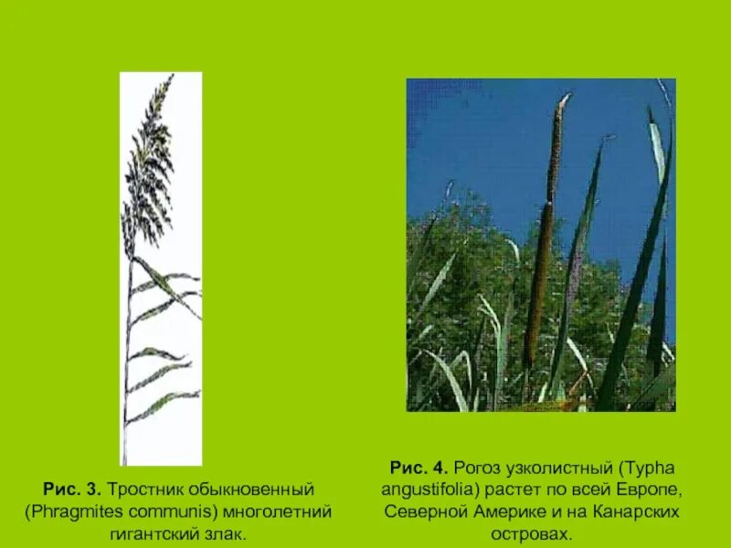 Сколько растет тростник. Рогоз узколистный (Typha angustifolia). Тростник обыкновенный (phragmites communis. Рогоз узколистный (Typha angustifolia l.). Корень у Рогоза узколистного.