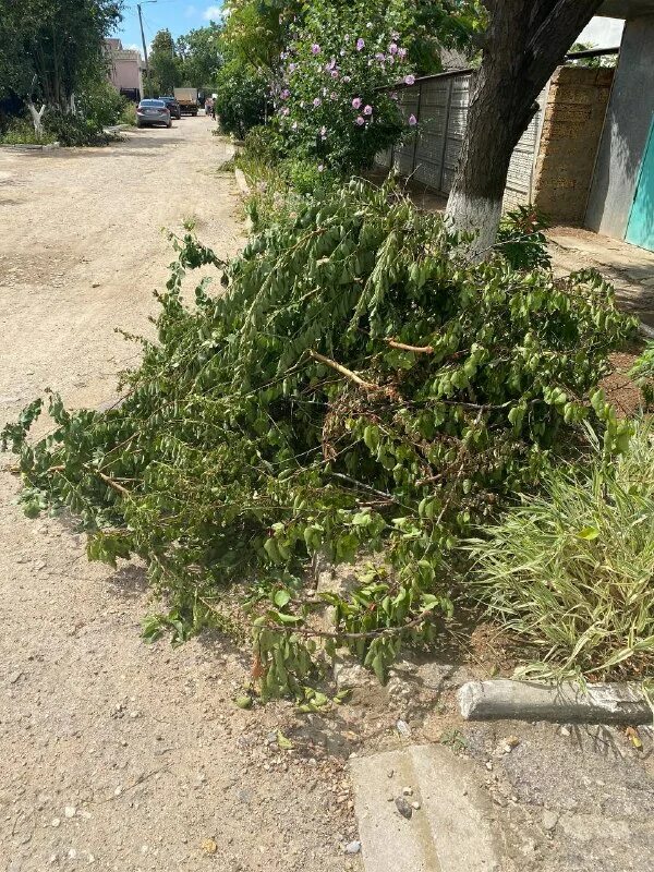 Чп саки. Чп саки. Чп саки. Чп саки. Чп саки.