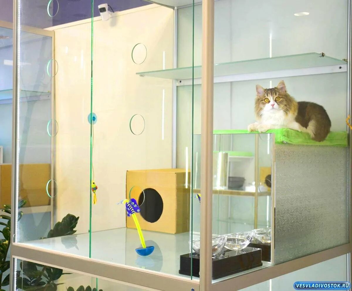 Зоогостиницы для кошек. Гостиница для животных. Оборудование для зоогостиницы. Гостиница для животных сутки. Гостиница для животных.