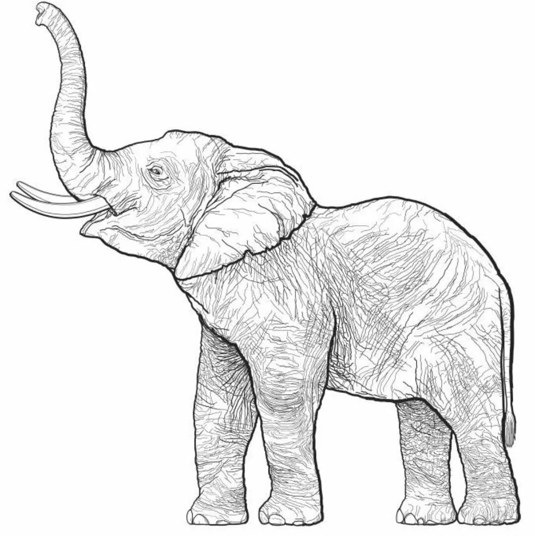 Слон нарисовать. Слон сбоку набросок. Контур слона сбоку. Слон вид сбоку рисунок. Слон с поднятым хоботом вид сбоку.