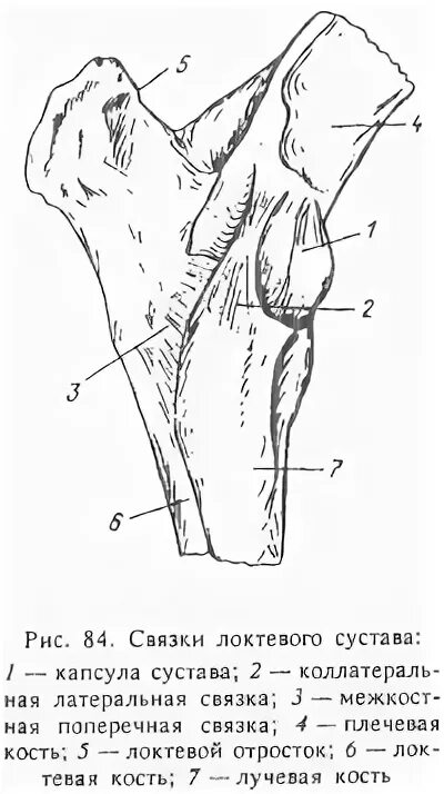 Соединения костей крс грудная конечность. Плечевой сустав крс анатомия. Локтевой сустав анатомия строение. Локтевой сустав анатомия животных. Мышцы локтевого сустава крс.