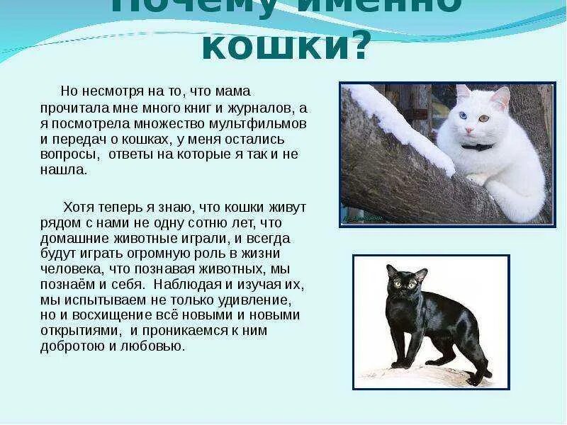 Окружи кошку. Доклад про кошек. Доклад про домашних кошек. Сообщение о кошке 3 класс. Доклад на тему кошки.