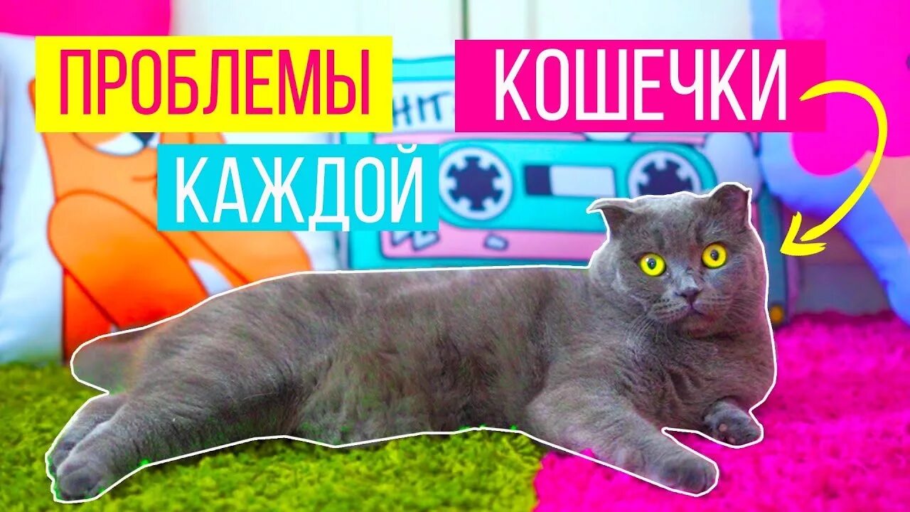 Видео кошечки баттерс. Кот баттерс собачка элис обои. Кошечка баттерс кошечка. Видео кошечки баттерс. Канал кошка баттерс и собачка элис.
