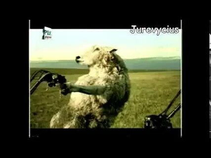 Реклама барашки